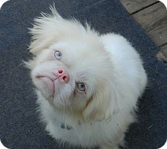 albino pekingese