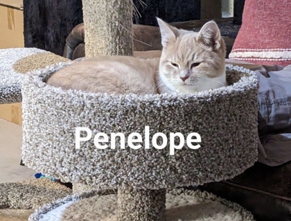 Photo of Penelope