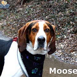 Thumbnail photo of Moose #3