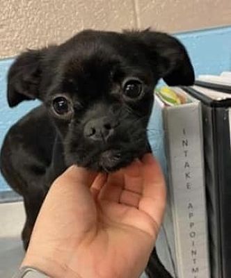 Bristol, CT - Pug/Chihuahua. Meet Frida a Pet for Adoption - AdoptaPet.com