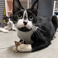 adopt a pet