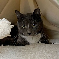 adopt a pet