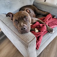 adopt a pet