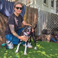 adopt a pet