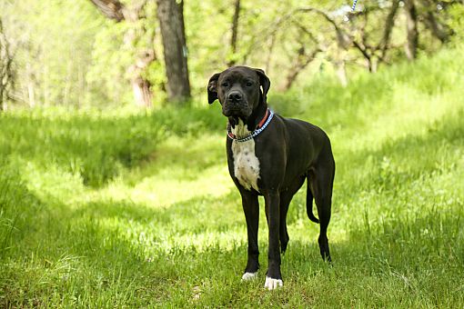 Auburn, CA - Great Dane/Boxer. Meet Freedom a Pet for Adoption ...