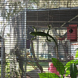 Thumbnail photo of 2 young Iguana's #3