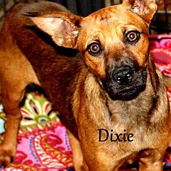 Thumbnail photo of Dixie ~ meet me! #1