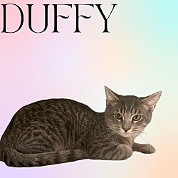 Photo of Duffy