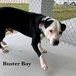 Thumbnail photo of Buster Boy #2
