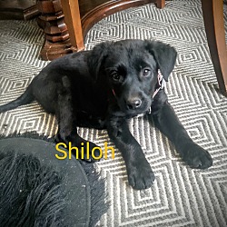 Thumbnail photo of Shiloh #2