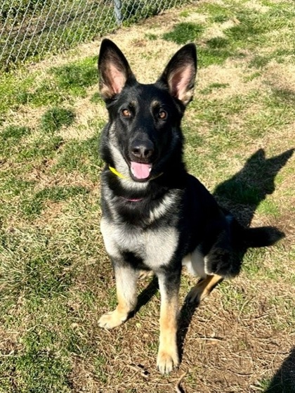 Gainesville, GA - German Shepherd Dog. Meet Ophelia a Pet for Adoption ...