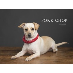 Photo of Pork Chop