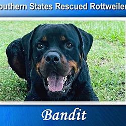 Thumbnail photo of Bandit #1