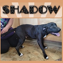 Thumbnail photo of Shadow #1