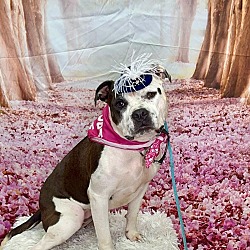 Thumbnail photo of June Carter The Bestest Pittie! #2