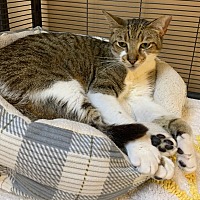 adopt a pet