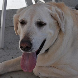 Thumbnail photo of Nickname: Dogster (Formal Name: Bulgogi) #3