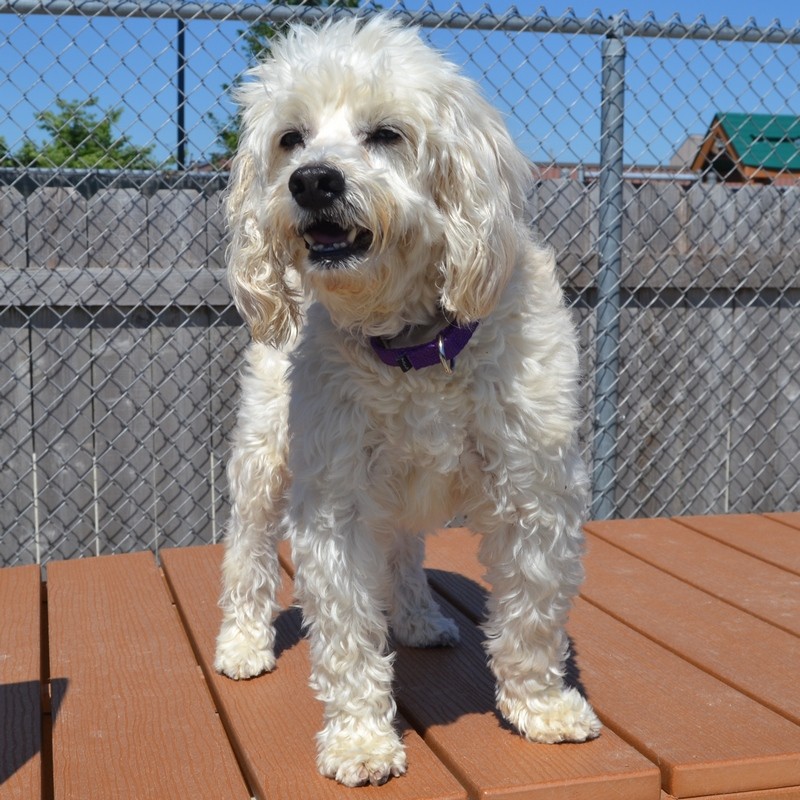 Wheaton Il Cockapoo Meet Teddy A Pet For Adoption