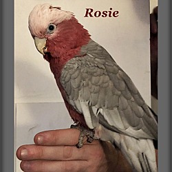 Thumbnail photo of Rosie #1