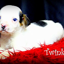Thumbnail photo of Twinkie~adopted! #3