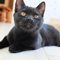 Photo of Daisy Duke - Spunky Lap Kitten