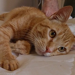 Thumbnail photo of Simba #3