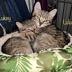 Thumbnail photo of Lukey & Lulu #2