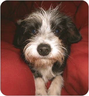 lhasa apso jack russell
