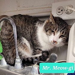 Thumbnail photo of Mr. Meow-gi #2