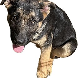 Photo of Puppy