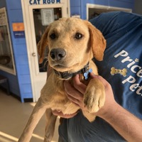 adopt a pet