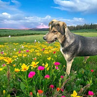 adopt a pet