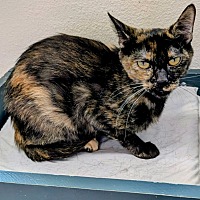 adopt-pet