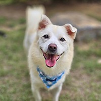 adopt-pet