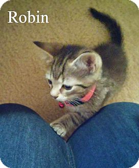 Miami Fl American Shorthair Meet Robin A Pet For Adoption