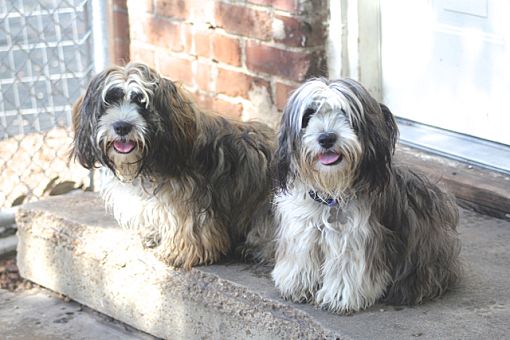 Norwalk Ct Havanese Meet Ethel And Jimmie Jake A Pet For Adoption