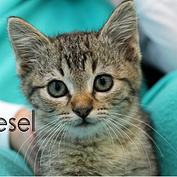 Thumbnail photo of Diesel #1