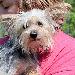Thumbnail photo of Spike~adopted! #1