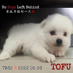 Photo of Tofu 7832 7838