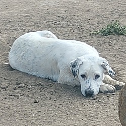 Photo of Buttercup