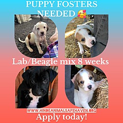 Photo of Puppy fosters needed