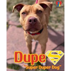 Thumbnail photo of Dupe 'Super Duper Dog' #2