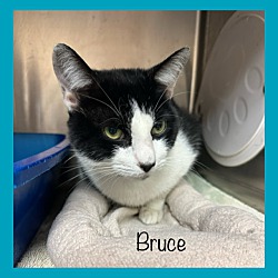 Thumbnail photo of BRUCE #1