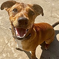 adopt a pet