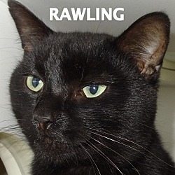 Thumbnail photo of Rawling-shiny! #2
