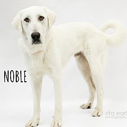 Photo of Noble