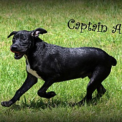 Thumbnail photo of Captain America~adopted! #3