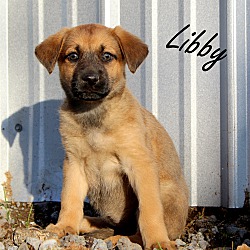 Thumbnail photo of Libby~adopted! #1