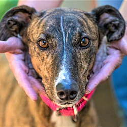 Photo of Annie, energetic lurcher girl!