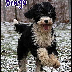 Thumbnail photo of Bingo #1